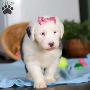 Sugar, Old English Sheepdog Puppy
