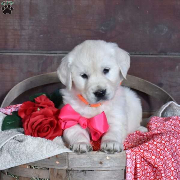 Sugar, English Cream Golden Retriever Puppy