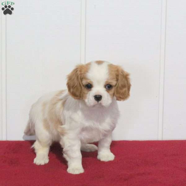 Sugar, Cavalier King Charles Spaniel Puppy