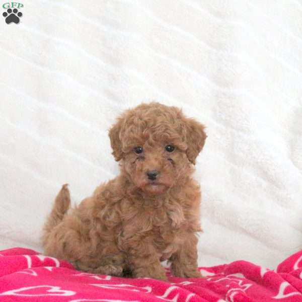 Sugar, Toy Poodle Puppy