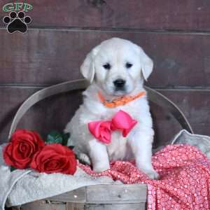 Sugar, English Cream Golden Retriever Puppy