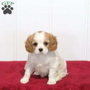 Sugar, Cavalier King Charles Spaniel Puppy