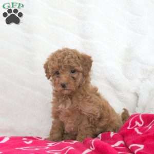 Sugar, Toy Poodle Puppy