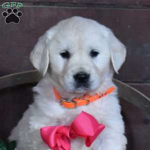 Sugar, English Cream Golden Retriever Puppy