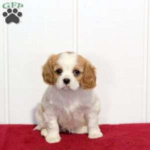 Sugar, Cavalier King Charles Spaniel Puppy