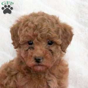 Sugar, Toy Poodle Puppy
