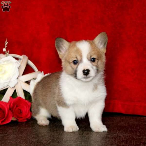 Sugar, Pembroke Welsh Corgi Puppy