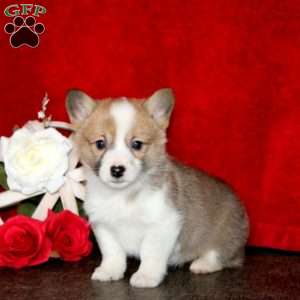 Sugar, Pembroke Welsh Corgi Puppy