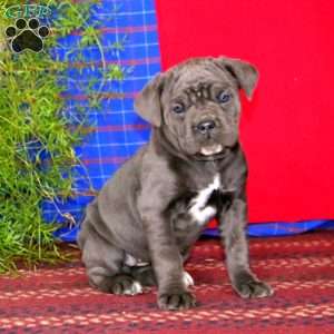 Sugar, Cane Corso Puppy