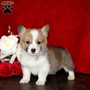 Sugar, Pembroke Welsh Corgi Puppy