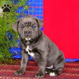 Sugar, Cane Corso Puppy
