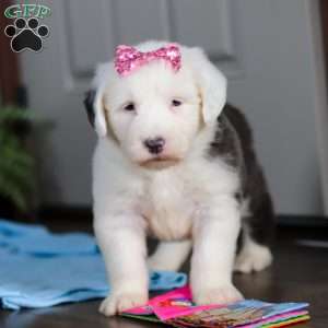 Sugar, Old English Sheepdog Puppy