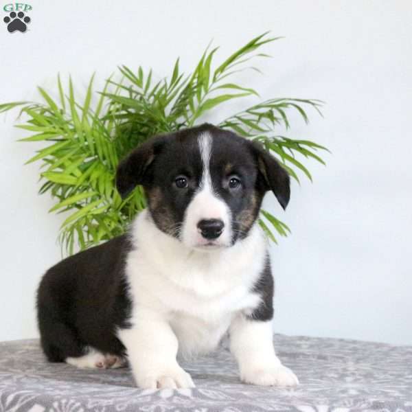 Sullivan, Pembroke Welsh Corgi Puppy