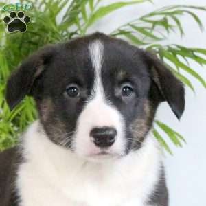 Sullivan, Pembroke Welsh Corgi Puppy