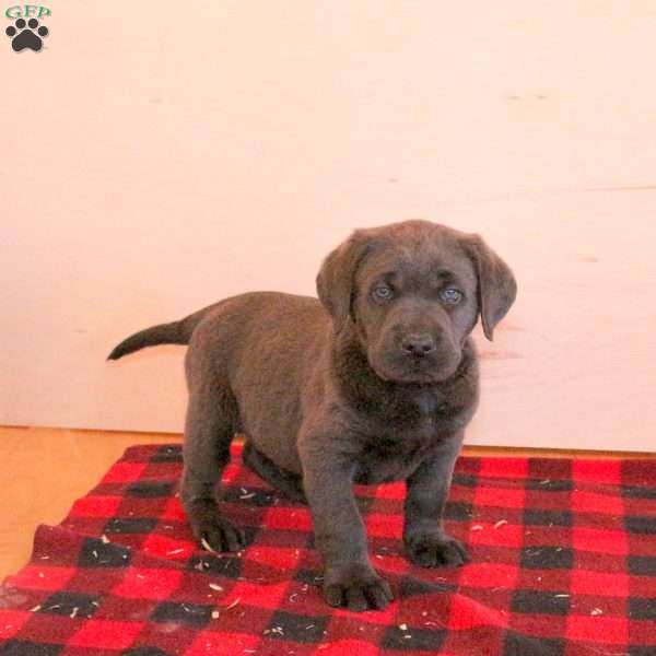 Sully, Charcoal Labrador Retriever Puppy