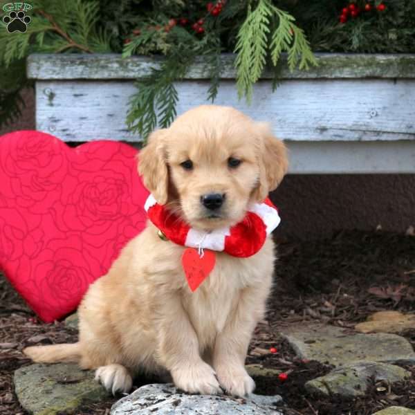 Sully, Golden Retriever Puppy