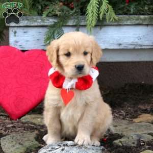 Sully, Golden Retriever Puppy