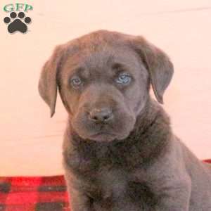 Sully, Charcoal Labrador Retriever Puppy