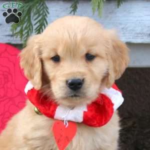 Sully, Golden Retriever Puppy