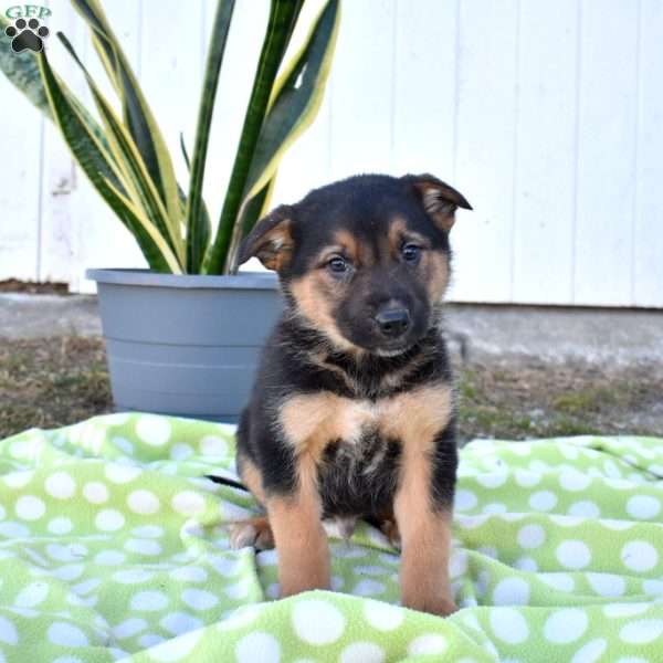 Summit, German Shepherd Mix Puppy