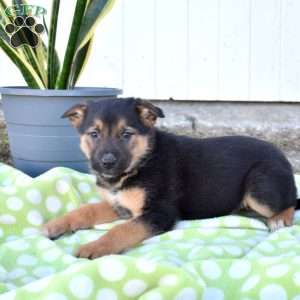 Summit, German Shepherd Mix Puppy