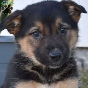 Summit, German Shepherd Mix Puppy