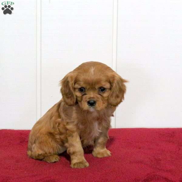 Sunflower, Cavalier King Charles Spaniel Puppy