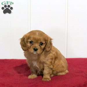 Sunflower, Cavalier King Charles Spaniel Puppy