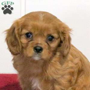 Sunflower, Cavalier King Charles Spaniel Puppy
