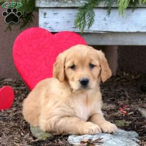 Sunny, Golden Retriever Puppy