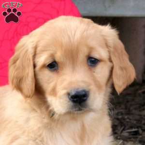 Sunny, Golden Retriever Puppy