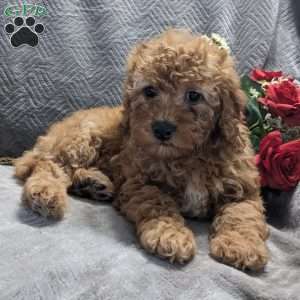 Sunny, Mini Goldendoodle Puppy