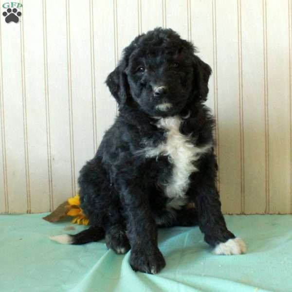 Suz, Borderdoodle Puppy