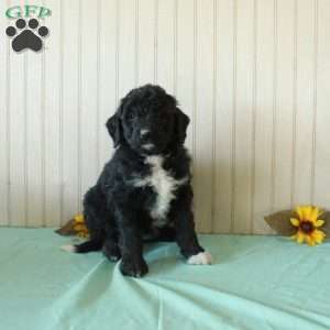 Suz, Borderdoodle Puppy