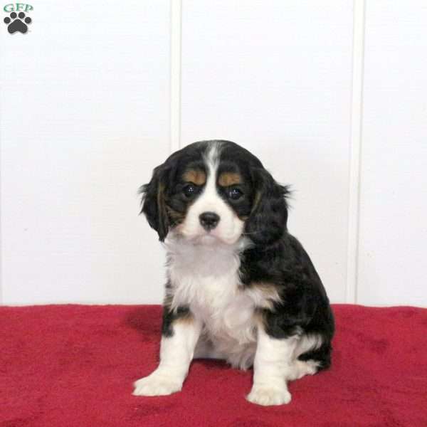 Sweetie, Cavalier King Charles Spaniel Puppy