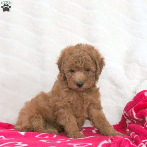 Sweetie, Toy Poodle Puppy