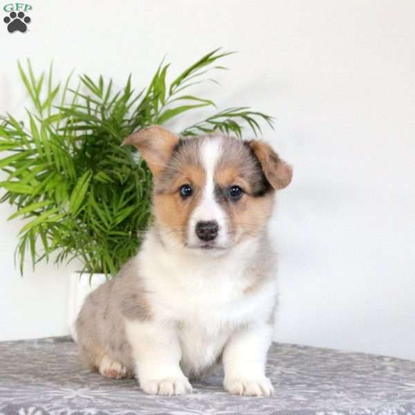Sweetie, Pembroke Welsh Corgi Puppy