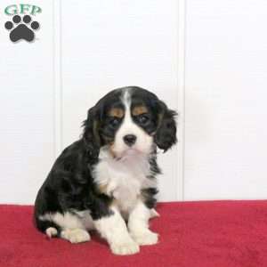Sweetie, Cavalier King Charles Spaniel Puppy
