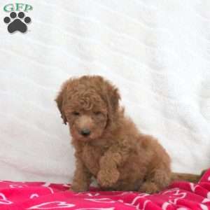 Sweetie, Toy Poodle Puppy