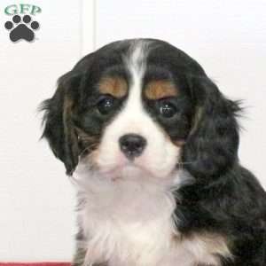 Sweetie, Cavalier King Charles Spaniel Puppy