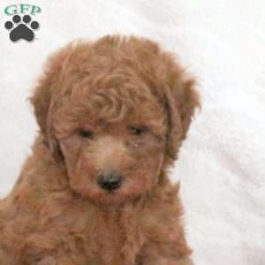 Sweetie, Toy Poodle Puppy
