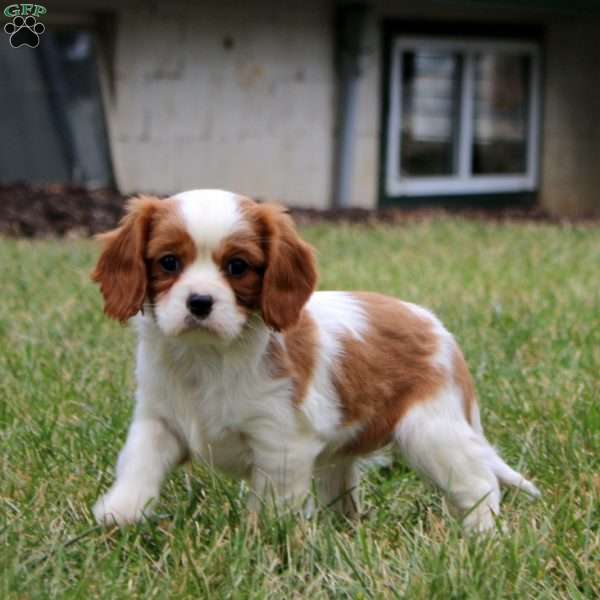 Sweetie, Cavalier King Charles Spaniel Puppy