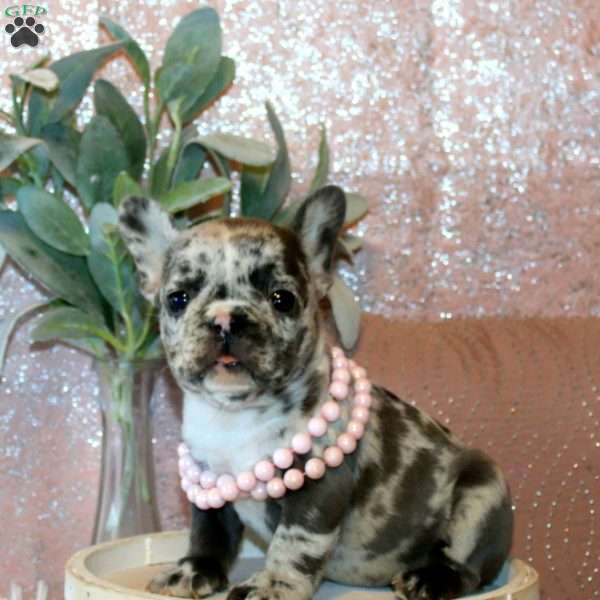 Sweetie, French Bulldog Puppy