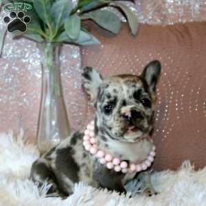 Sweetie, French Bulldog Puppy