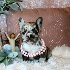 Sweetie, French Bulldog Puppy