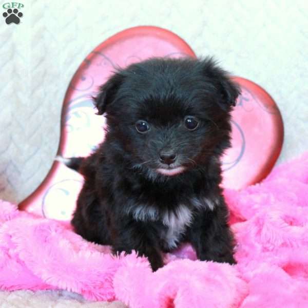 Sweetness, Chi-Chon Puppy