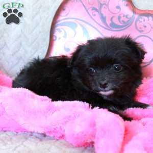 Sweetness, Chi-Chon Puppy