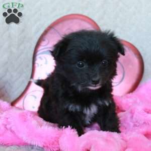 Sweetness, Chi-Chon Puppy