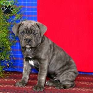 Sweets, Cane Corso Puppy