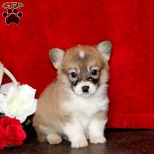 Sweets, Pembroke Welsh Corgi Puppy